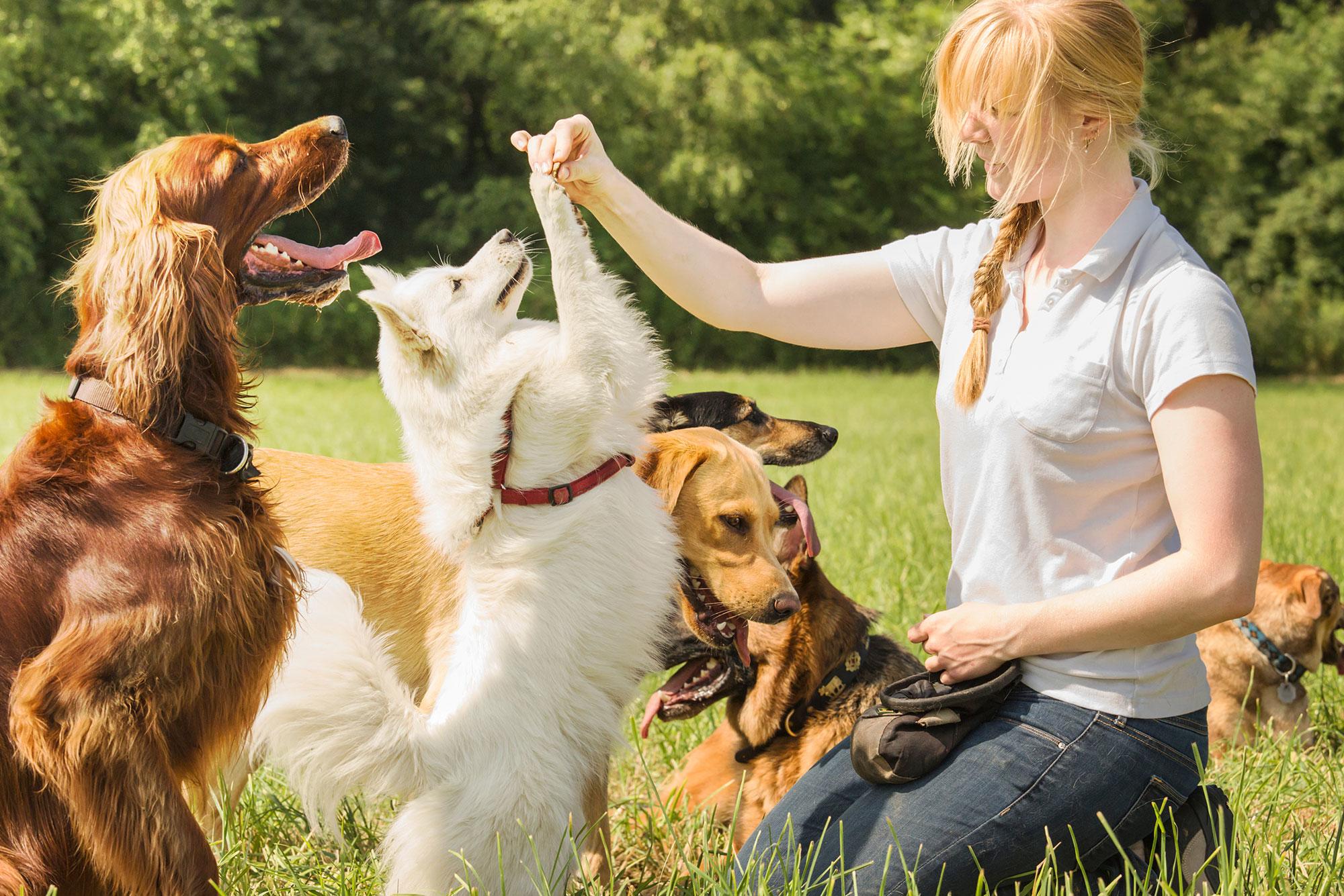 Dog Training Support That Actually Works