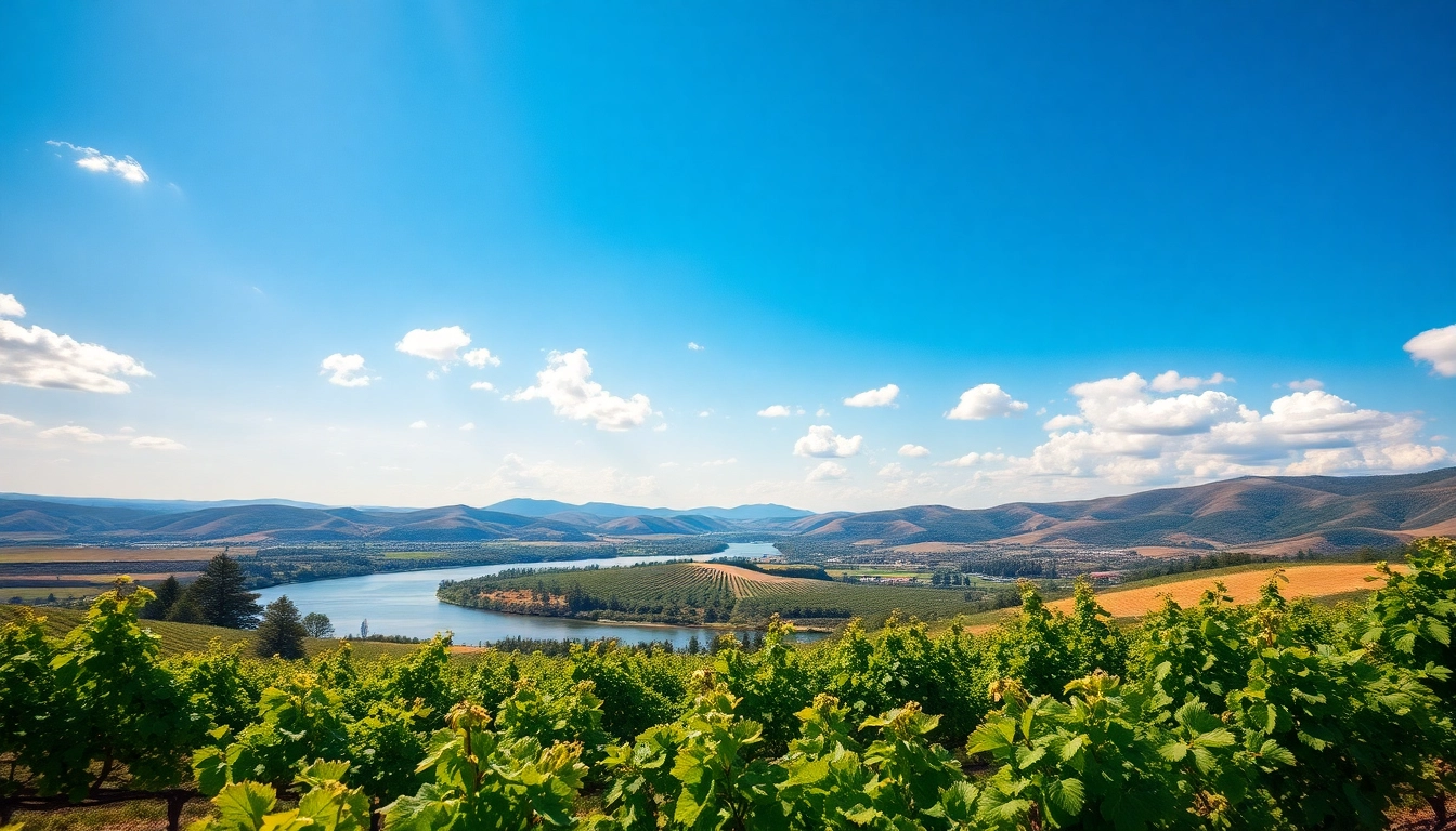 Savoring the beauty of vineyards in Carksburg CA with lush greenery and scenic hills.